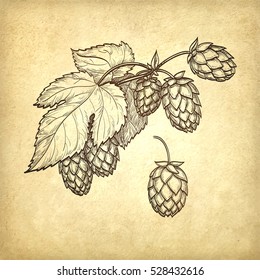 Hand drawn vector illustration of hops on old paper background. Hand drawn vector illustration. Retro style.