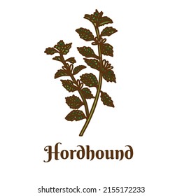 Hand drawn vector illustration of hordhound isolated on white background.