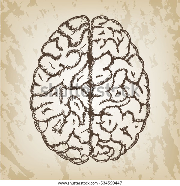 Hand Drawn Vector Illustration Human Brain Stock Vector (Royalty Free ...