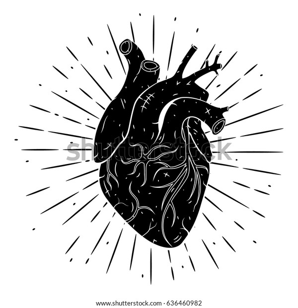 Hand Drawn Vector Illustration Human Heart Stock Vector (Royalty Free ...