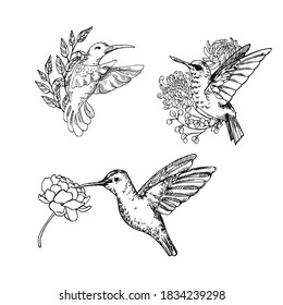 Hand drawn vector illustration of humming bird set with flowers. Natural outline clipart for print, card, textil design