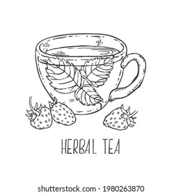 Hand drawn vector illustration of ice or hot herbal strawberry tea. Cold water, fresh summer beverage. Isolated images for design, packaging, menu