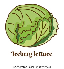 Hand drawn vector illustration of iceberg lettuce isolated on white background.