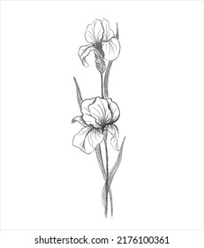 Hand drawn vector illustration of iris flowers