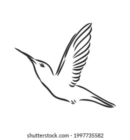Ilustración vectorial dibujada a mano aislada en fondo blanco. Dibujo para tatuajes. Dibujo de Hummingbird.