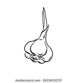 Ilustração vetorial desenhada à mão de alho isolado da arte da linha no fundo branco, ícones vegetais do esboço para o seu projeto, menu, maquete, livro de coloração educacional para crianças, ingrediente alimentar