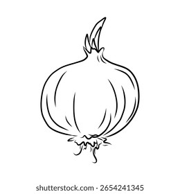 Hand drawn vector illustration of isolated line art onion bulb white background, outline vegetable icons for organic product design, eco-friendly packaging, education coloring book and food ingredient