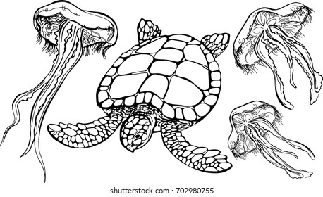 Hand drawn vector illustration jellyfish and sea turtle in outline style isolated on white background. Sea life template for greeting card, postcard, print, banner, coloring book.