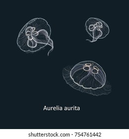 Hand drawn vector illustration of jellyfish Aurelia aurita, also called the common jellyfish, moon jellyfish, moon jelly, or saucer jelly against dark background