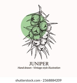 Hand drawn vector illustration juniper berries. Juniper berries logo template. juniper berries sketch. vector illustration of juniper berries. For menu, recipe, packaging, wrapping paper, logos