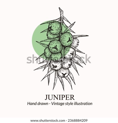 Hand drawn vector illustration juniper berries. Juniper berries logo template. juniper berries sketch. vector illustration of juniper berries. For menu, recipe, packaging, wrapping paper, logos