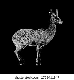 Ilustración vectorial dibujada a mano de un antílope de Klipspringer en estilo de grabado vintage detallado. Ilustraciones aisladas de vida silvestre en blanco y negro aptas para diseño de naturaleza, proyectos educativos, impresiones, logotipos y Uso editorial.