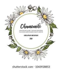 Hand drawn vector illustration. Label with Herb medicinal chamomile. Clipart in sketch style. Perfect for cosmetics labels, invitations, cards, leaflets etc