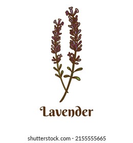 Hand drawn vector illustration of lavender isolated on white background.