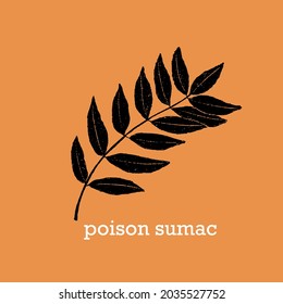 Hand drawn vector illustration of leaf of toxic poisonous plant Poison Sumac, black silhouette with grainy texture.