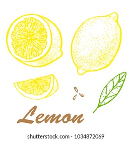 Hand drawn vector illustration of lemon. Detailed citrus drawing. Vector illustration with sketch fruit