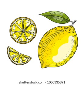Hand drawn vector illustration of lemon. Isolated on white background. Retro style