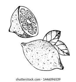 Hand drawn vector illustration of lemon. Isolated on white background. Retro style
