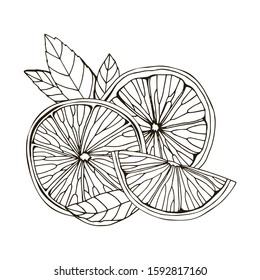 Hand drawn vector illustration of lemon, сitrus, lime. Isolated on white background. Tropical summer fruit. Detailed citrus drawing Great for tea, juice, natural cosmetics. Black and white sketch.