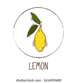 Hand drawn vector illustration of a lemon with round frame and inscription - Icon of fruit with leaves isolated