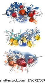 Hand drawn vector illustration of lemon branch, pomegranate branch, apple branch. Sketch and watercolor.