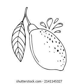 Hand drawn vector illustration - Lemon.