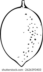 Hand drawn vector illustration of a lemon isolated on a white background.