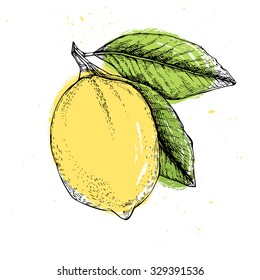 Hand drawn vector illustration - Lemon