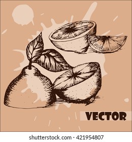 Hand drawn vector illustration - of Lemon. Branch with lemon. Lemon blossom. Ink drawing of a lemon, each image is separate, easy to edit. Vintage floral background. Two cut lemon.