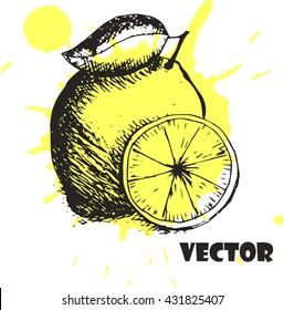 Hand drawn vector illustration - of Lemon. Branch with lemon. Lemon blossom. Ink drawing of a lemon, each image is separate, easy to edit. Lemon with leaf and lemon rug. 