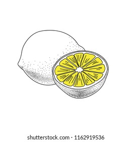 Hand drawn vector illustration of lemons