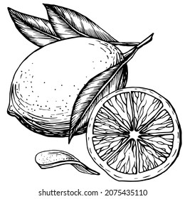 
Hand drawn vector illustration - Lemons collection. Hand drawn black and white illustration set of lemons on a white background. Handwritten graphic technique