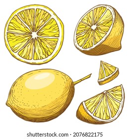 
Hand drawn vector illustration - Lemons collection. Hand drawn color illustration on a white background. Handwritten graphic technique