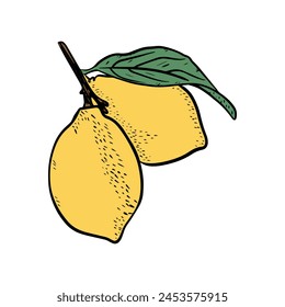 Handgezeichnete Vektorillustration von Zitronen. Isoliert auf weißem Hintergrund. Retro-Stil. Tropische Früchte. Skizze Doodle. Perfekt für Sommerdesign.