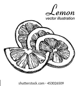 Hand drawn vector illustration - Lemons. Black line drawn on a white background. Vector drawing of fruits. 