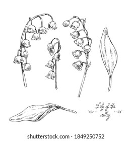 Hand drawn vector illustration of lily of the valley. Engraved herb for cosmetics, medicine, treating, aromatherapy, package design healthcare.