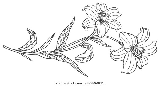 Hand drawn vector illustration of lily flower. Floral wreath vector eps