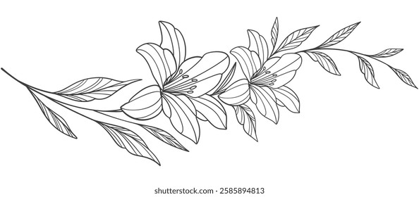 Hand drawn vector illustration of lily flower. Floral wreath vector eps