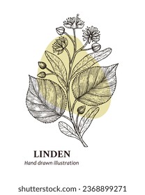 Hand drawn vector illustration linden flower. linden flower sketch. Vector illustration of linden flower. 