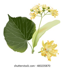 Dibujo manual vectorial de flores de lienzo, fuente de deliciosa miel y un fragante ingrediente de té de hierbas, sobre fondo transparente.
