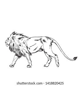 Hand drawn vector illustration of lion on white background