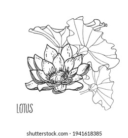 Hand drawn vector illustration of lotus, water lily with leaves. Isolated nature zen images for design, packaging