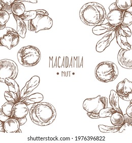 Hand drawn vector illustration of macadamia nut branch with leaves. Healthy nature organic food, in a shell. Isolated images for design, packaging, menu