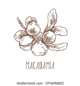 Hand drawn vector illustration of macadamia nut branch with leaves. Healthy nature organic food, in a shell. Isolated images for design, packaging, menu