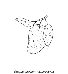 Hand drawn vector illustration of a mango in doodle style. Cute illustration of a fruit on a white background.