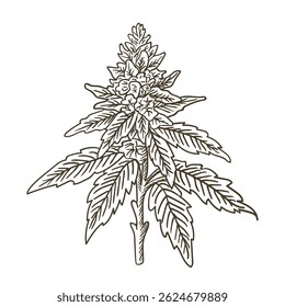 Ilustração de vetor desenhada à mão de uma planta de maconha