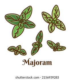 Hand drawn vector illustration of marjoram isolated on white background.