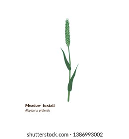 Hand drawn vector illustration of meadow foxtail plant with leaves, stem and ear. Alopecurus pratensis. Meadow and pasture forage grass. Herb for hay, fodder and silage.