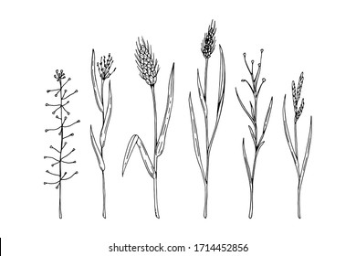 Hand drawn vector illustration of meadow herbs isolated on white. Meadow plant drawing in a sketch style