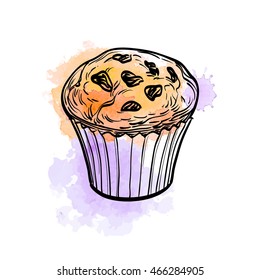 Hand Drawn Vector Illustration Of Muffin With Raisins. Watercolor Background. Isolated On White. 